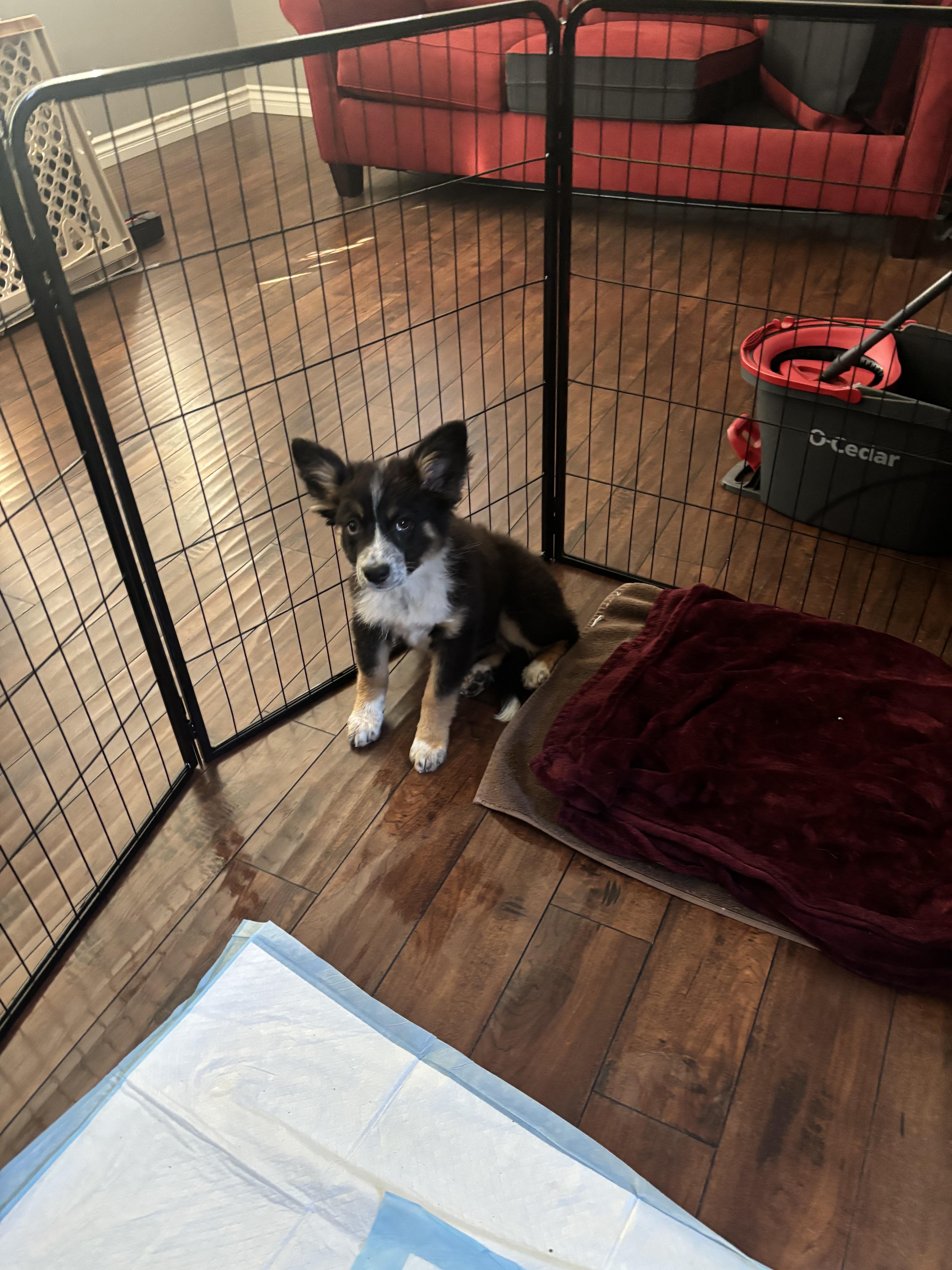 Darla