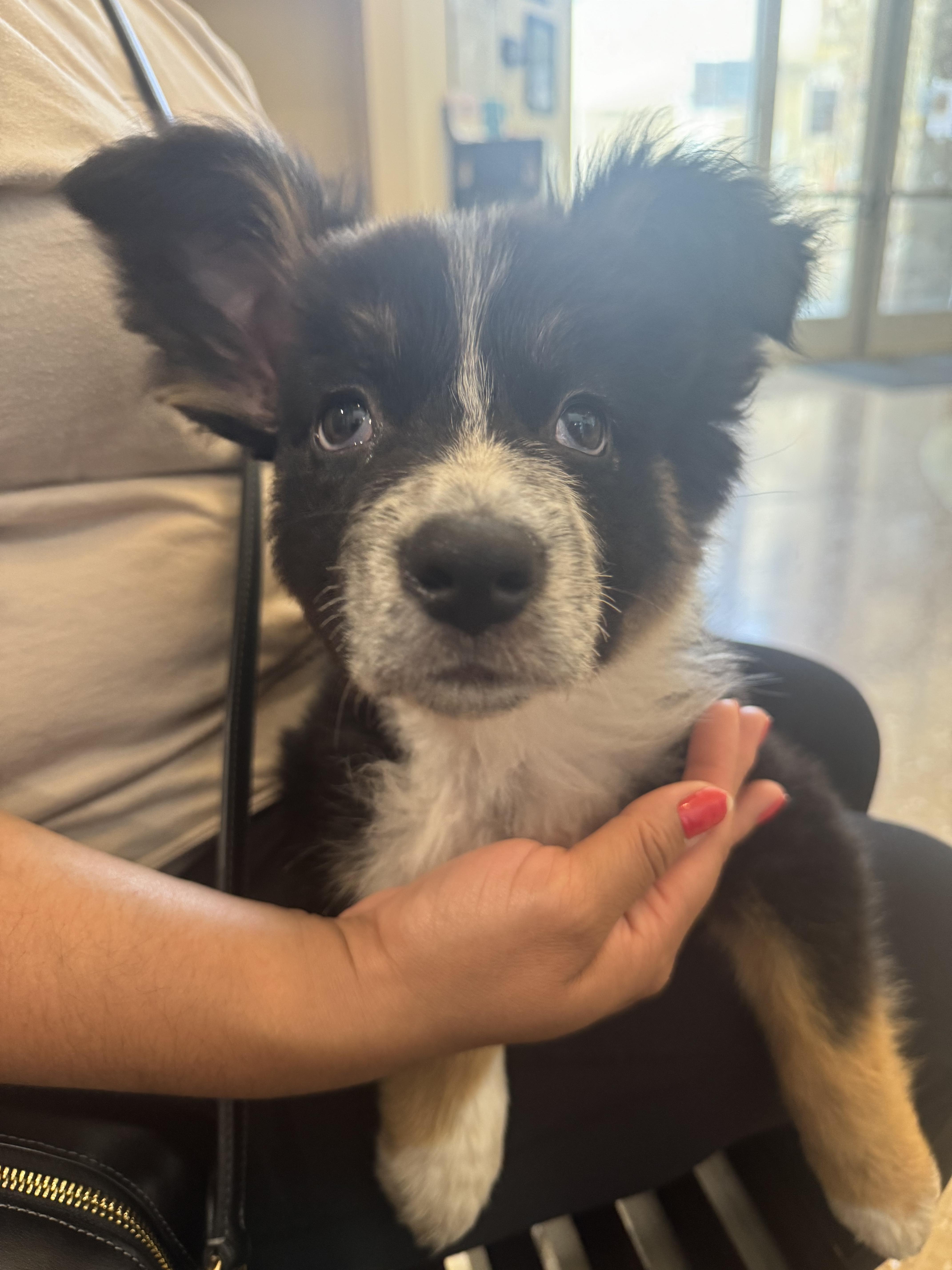Darla