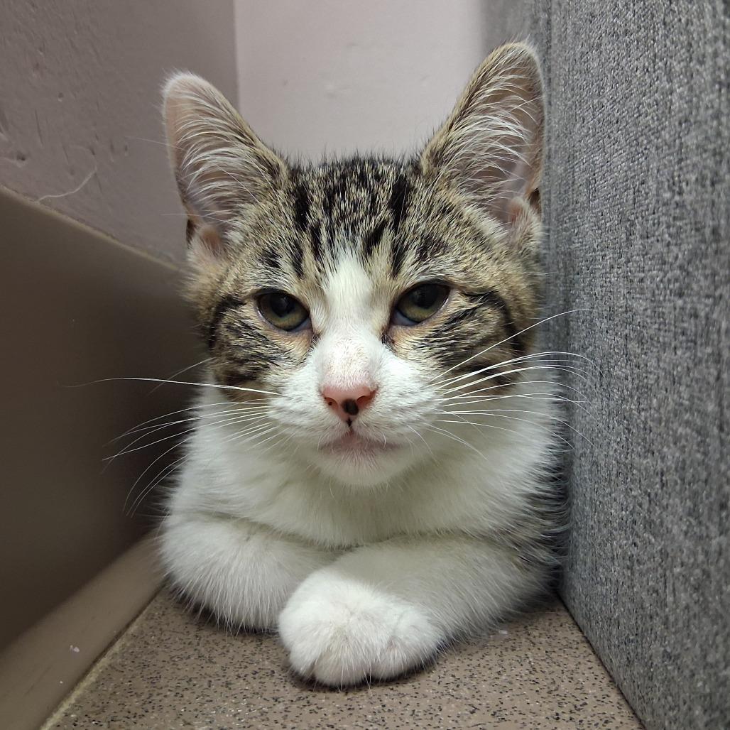Jan, Adoptable, Kitten Female Domestic Short Hair & Domestic Short Hair.