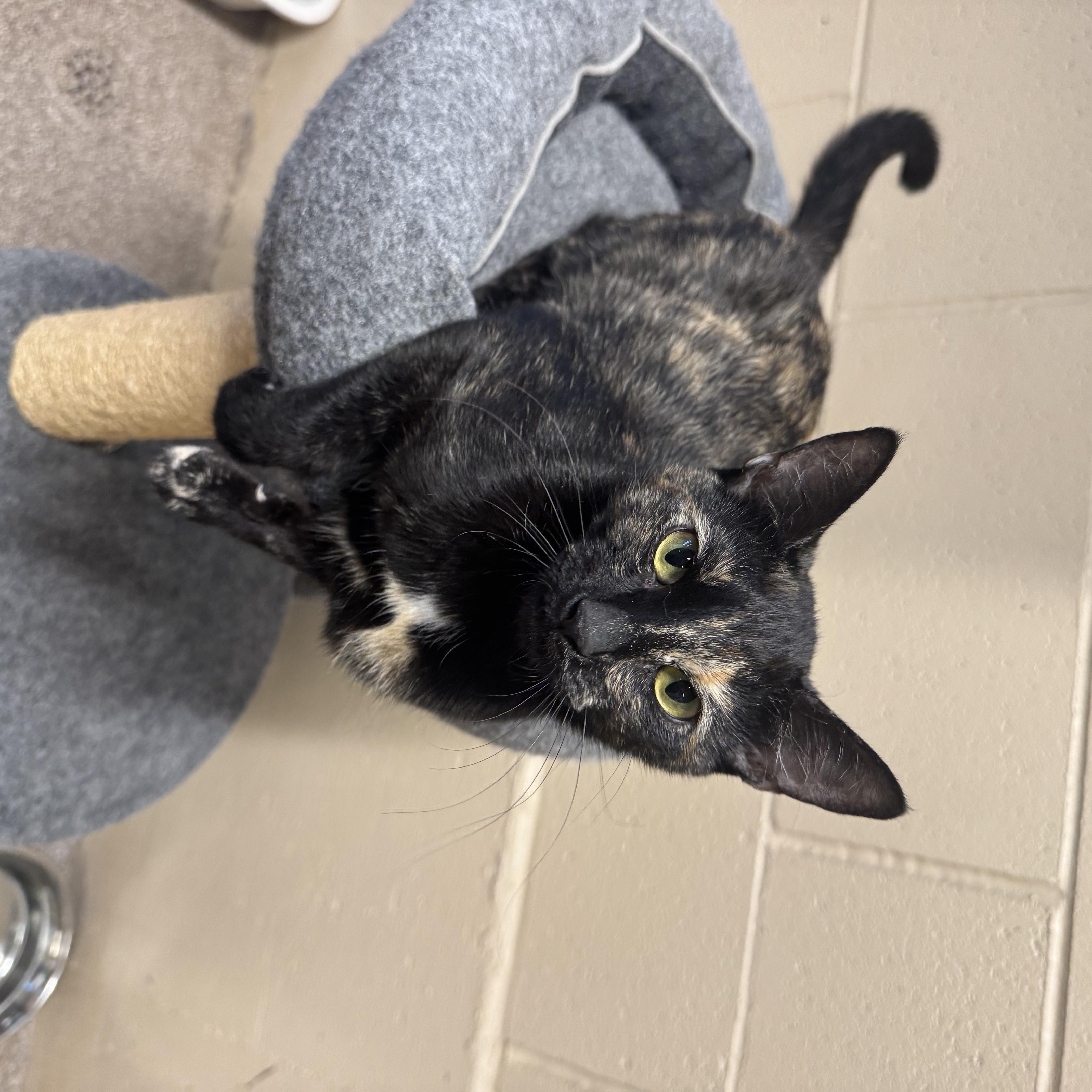 Marble, ADOPTABLE, Young Female Domestic Short Hair.