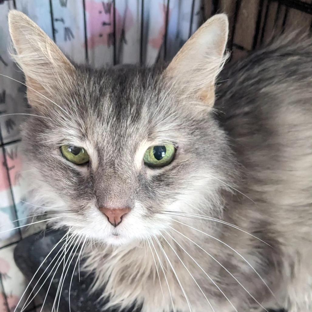 Ladybug, Adoptable, Adult Female Domestic Long Hair.