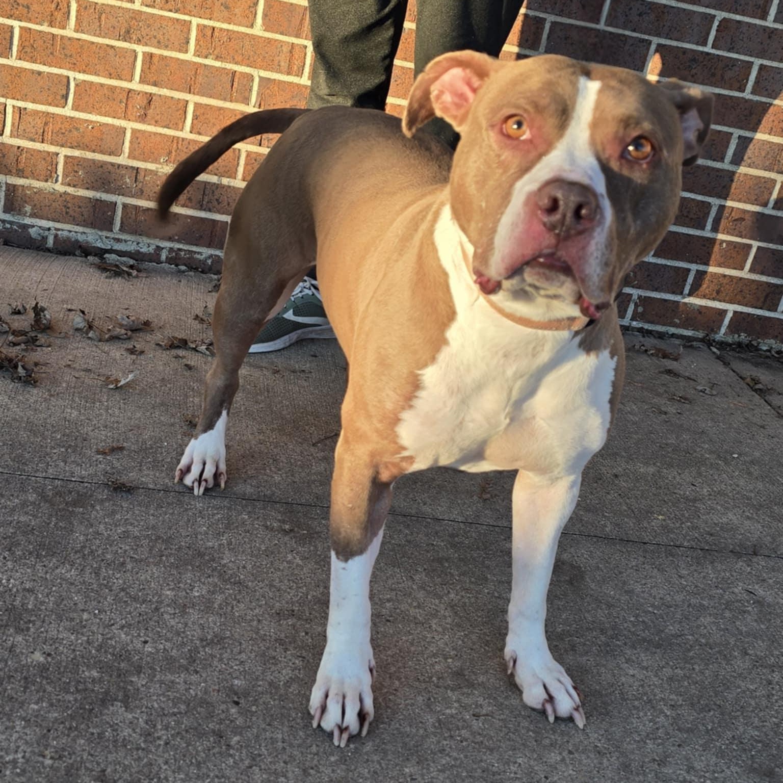 Happy, an adoptable Pit Bull Terrier in Waterloo, IA, 50703 | Photo Image 3