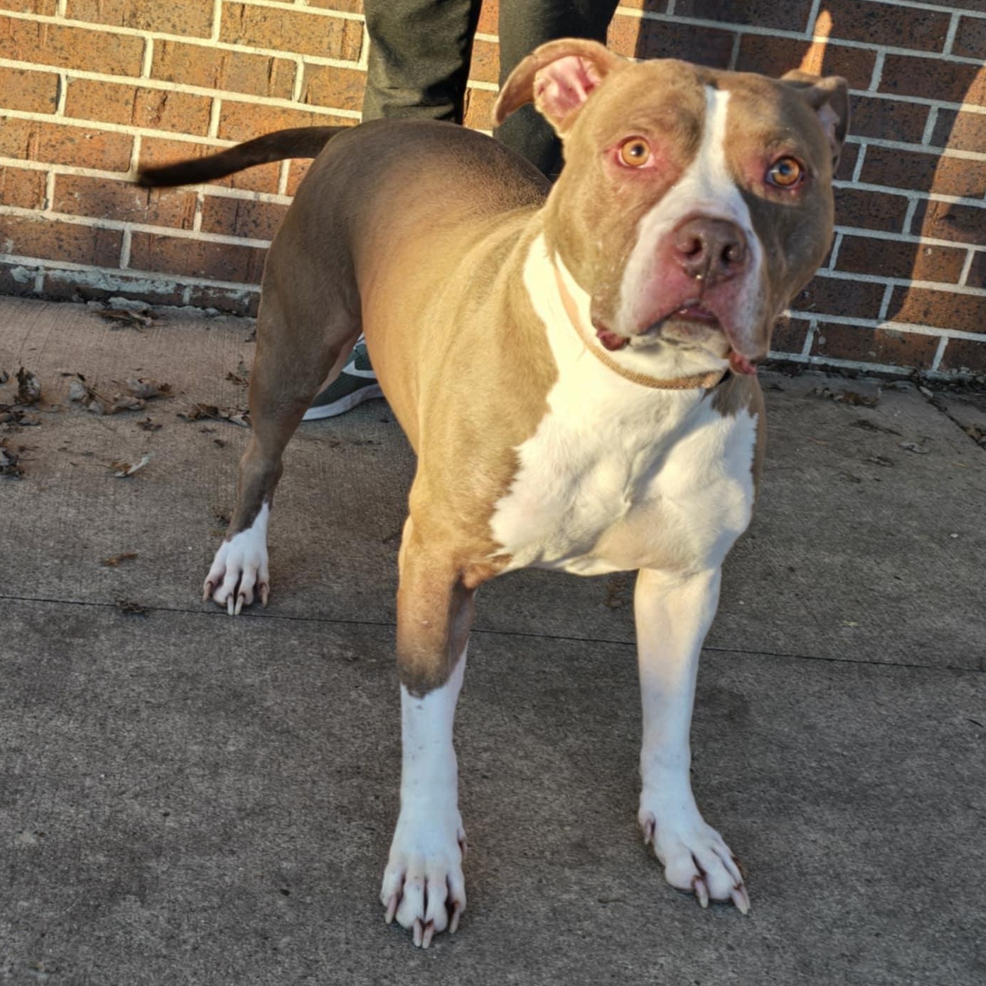 Happy, an adoptable Pit Bull Terrier in Waterloo, IA, 50703 | Photo Image 2