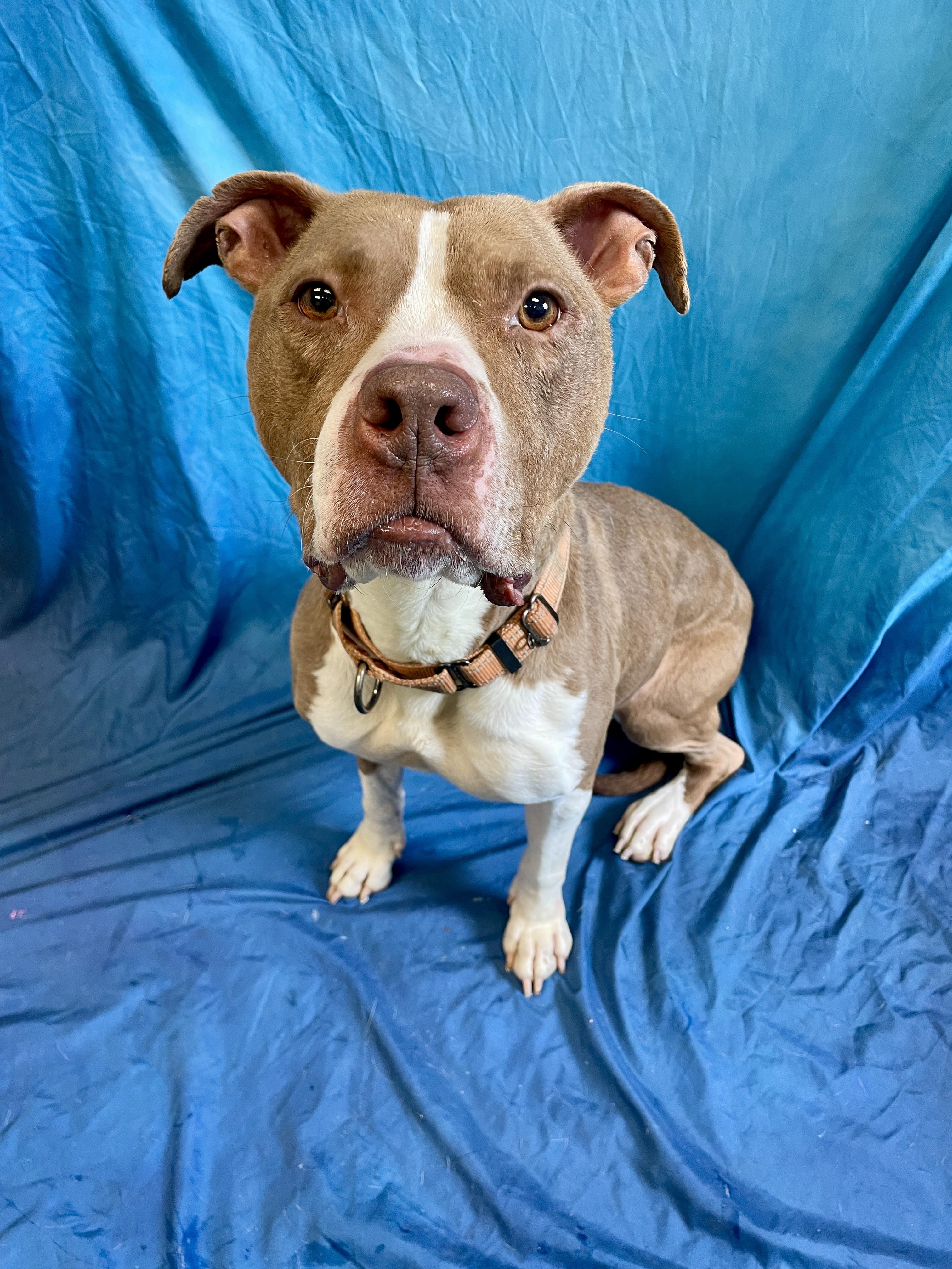 Happy, an adoptable Pit Bull Terrier in Waterloo, IA, 50703 | Photo Image 1