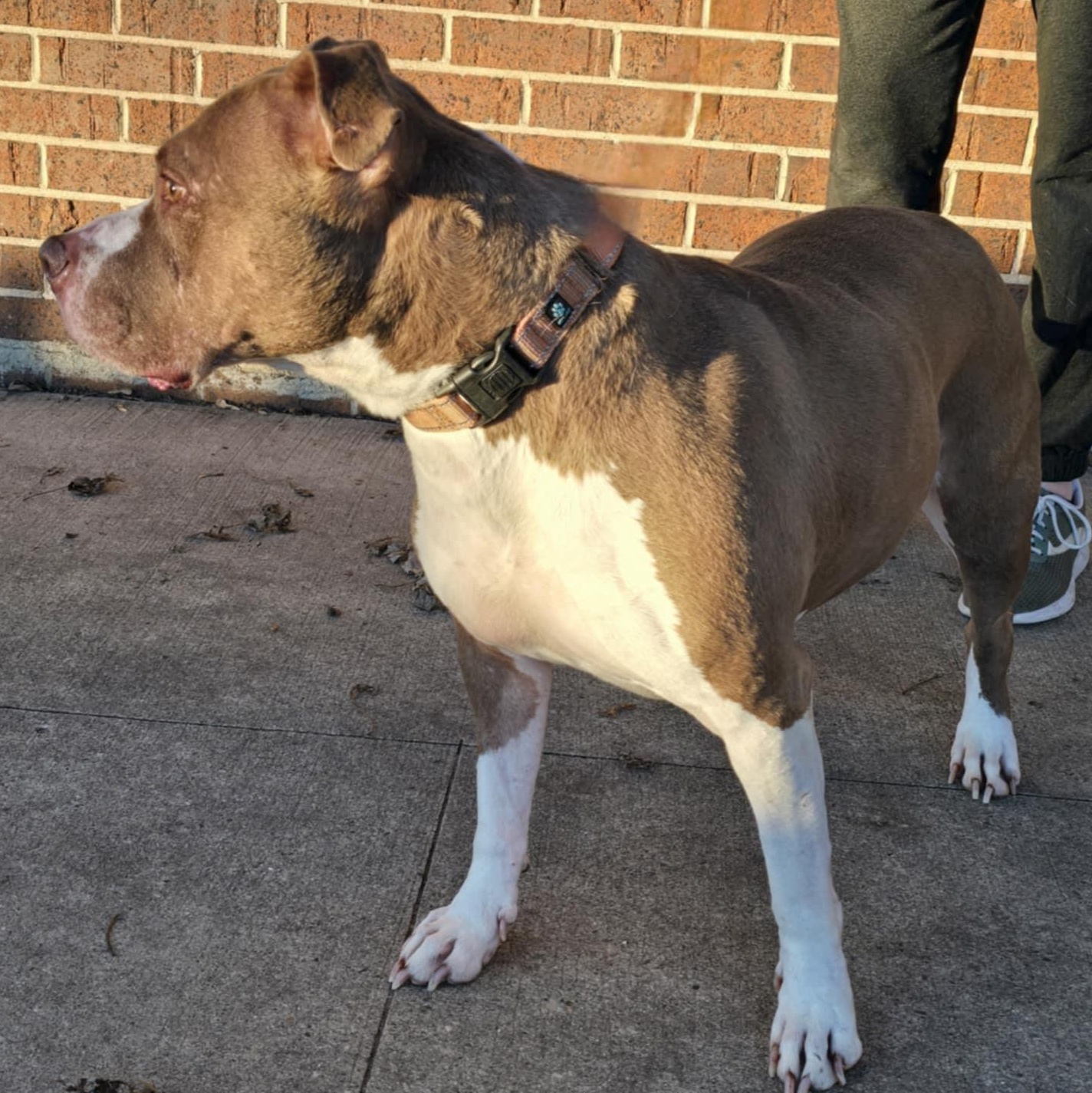 Happy, an adoptable Pit Bull Terrier in Waterloo, IA, 50703 | Photo Image 4