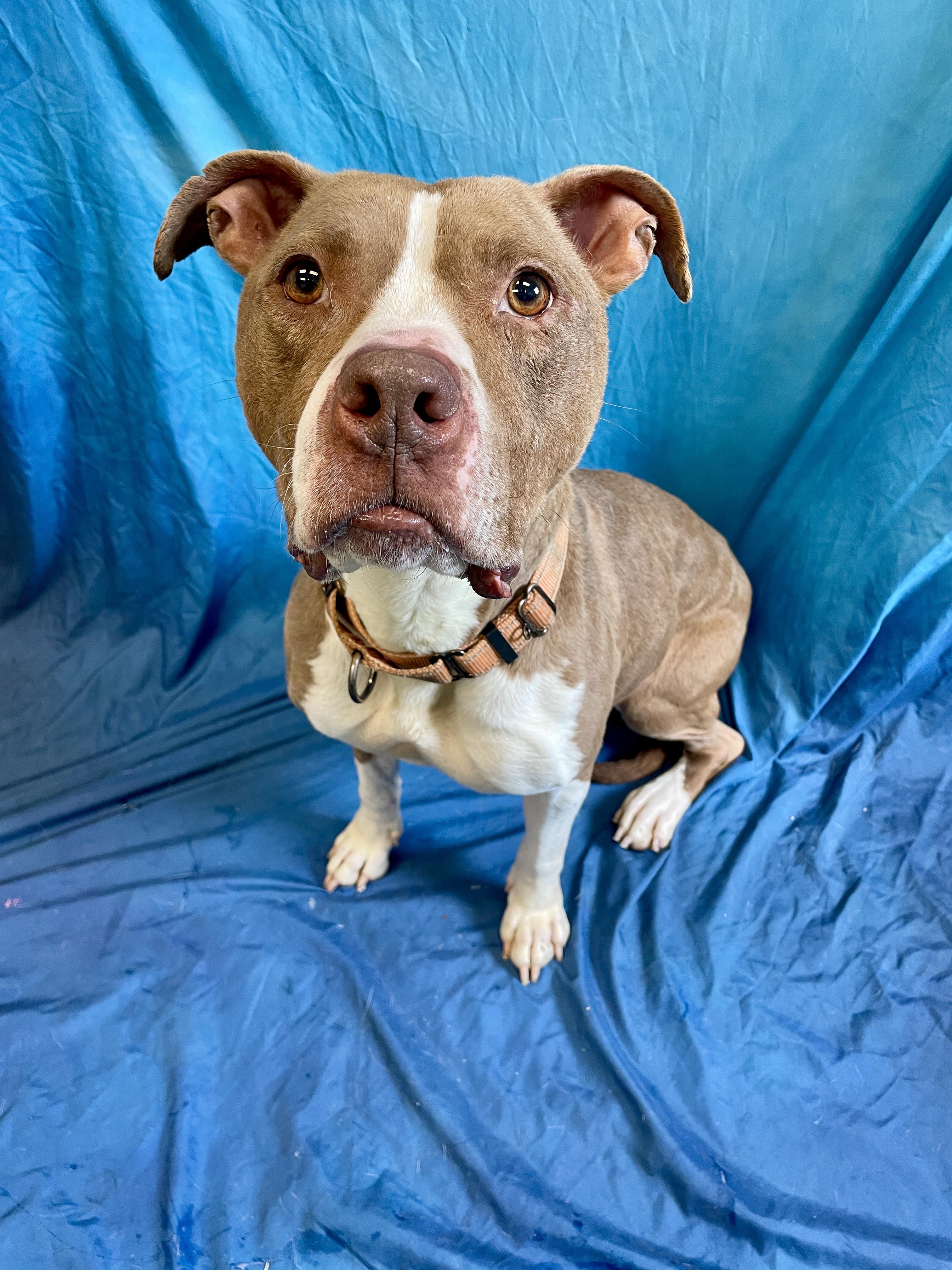 Happy, an adoptable Pit Bull Terrier in Waterloo, IA, 50703 | Photo Image 5