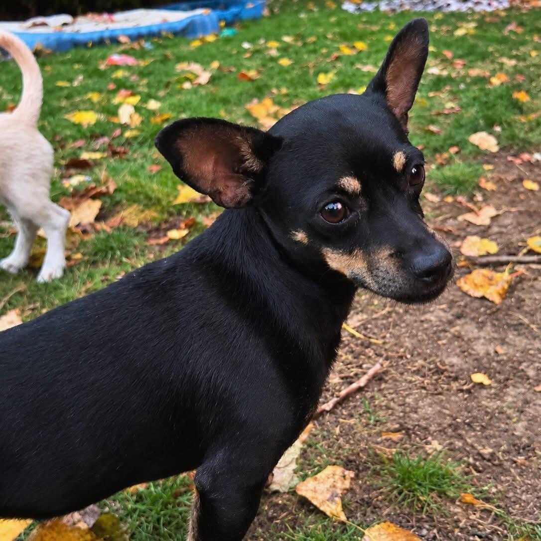 Chico, Adoptable, Young Male Miniature Pinscher.