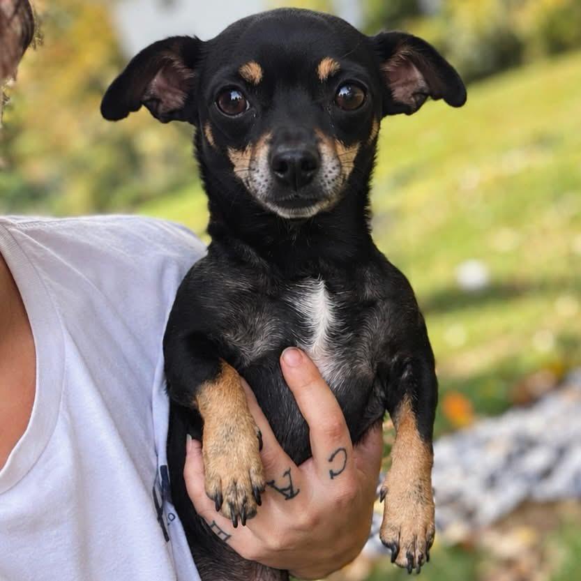 Enlarge Chico, a Adoptable Miniature Pinscher in West Falls, NY image 2/2
