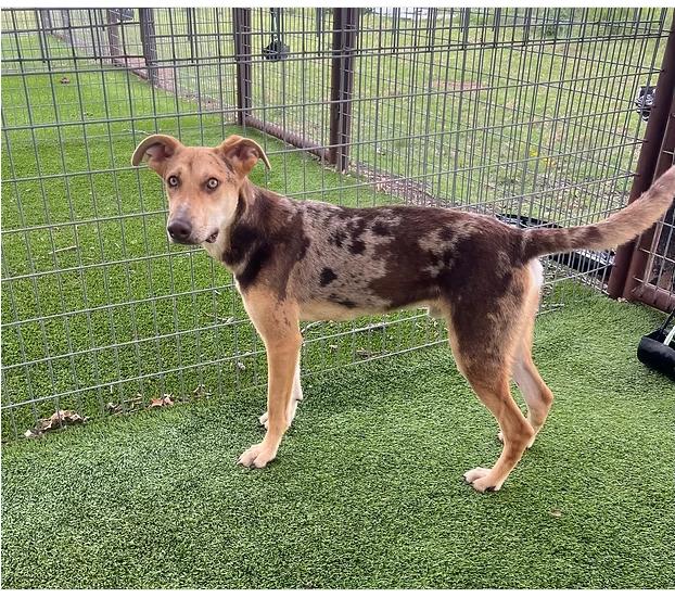 Alfalfa, ADOPTABLE, Young Male Catahoula Leopard Dog.