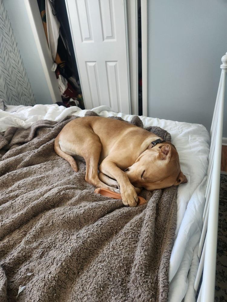 Franklin County / Landon / Lenny, Adoptable, Adult Male Labrador Retriever.