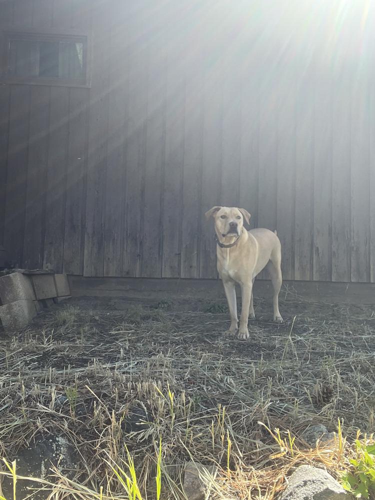 Enlarge Franklin County / Landon / Lenny, a Adoptable mixed breed in Broomfield, CO image 2/5