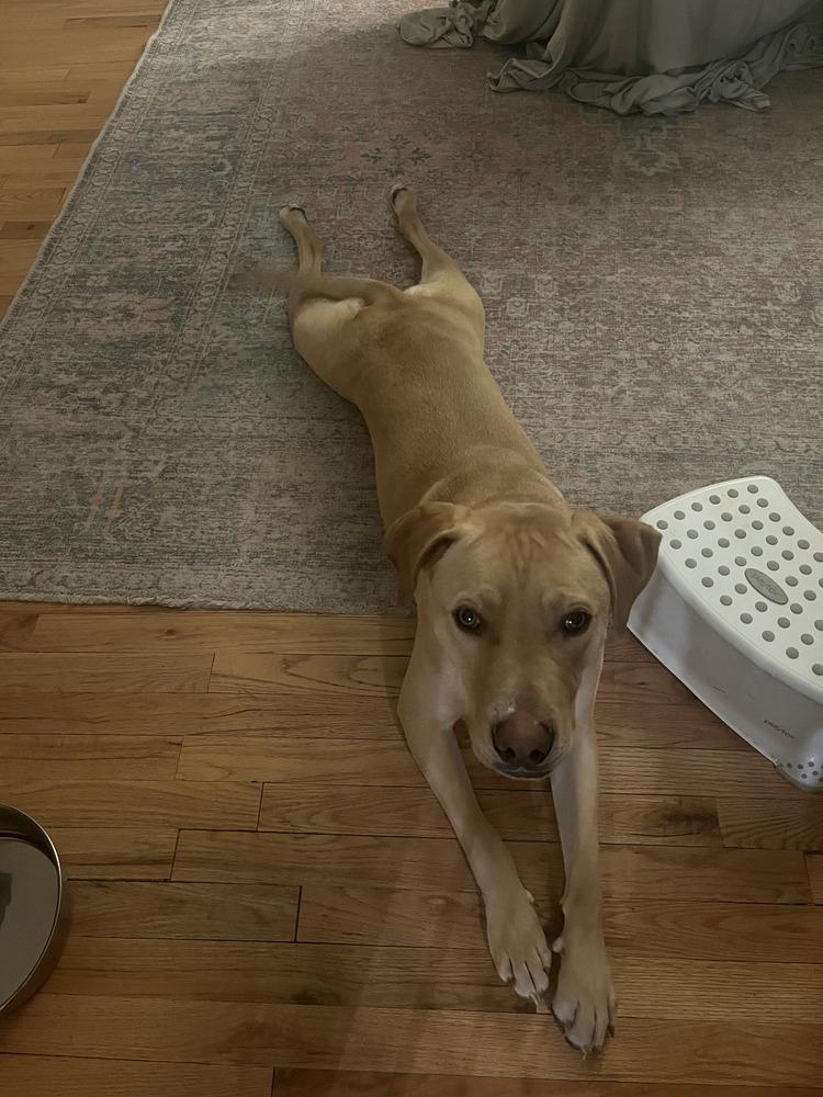 Enlarge Franklin County / Landon / Lenny, a Adoptable mixed breed in Broomfield, CO image 3/5