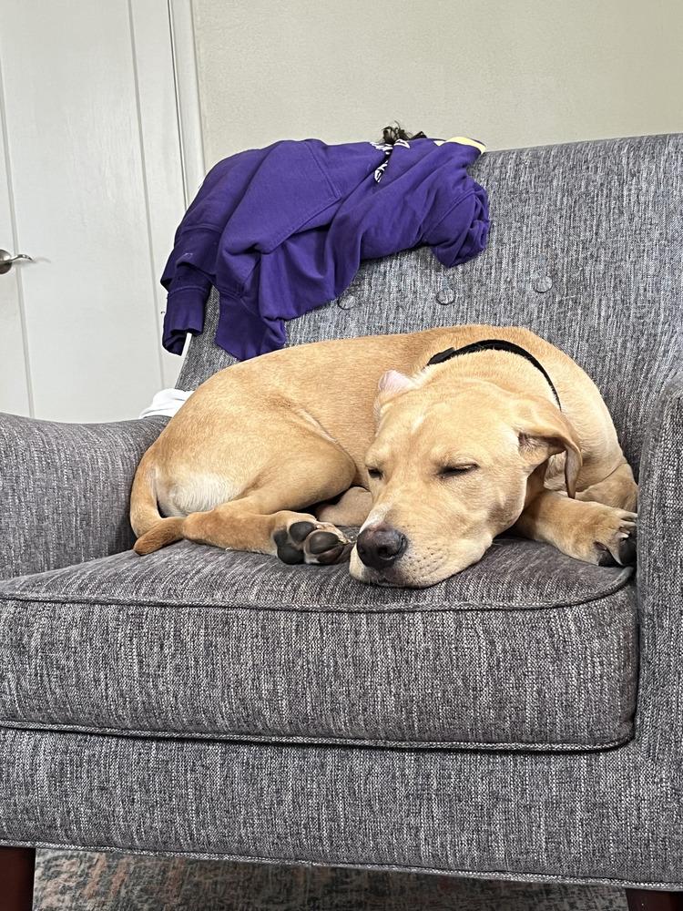 Enlarge Franklin County / Landon / Lenny, a Adoptable mixed breed in Broomfield, CO image 4/5