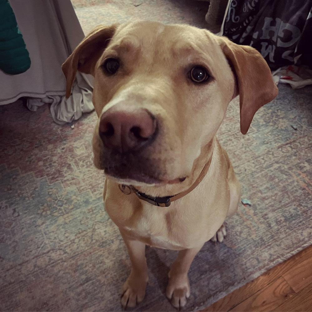 Enlarge Franklin County / Landon / Lenny, a Adoptable mixed breed in Broomfield, CO image 5/5