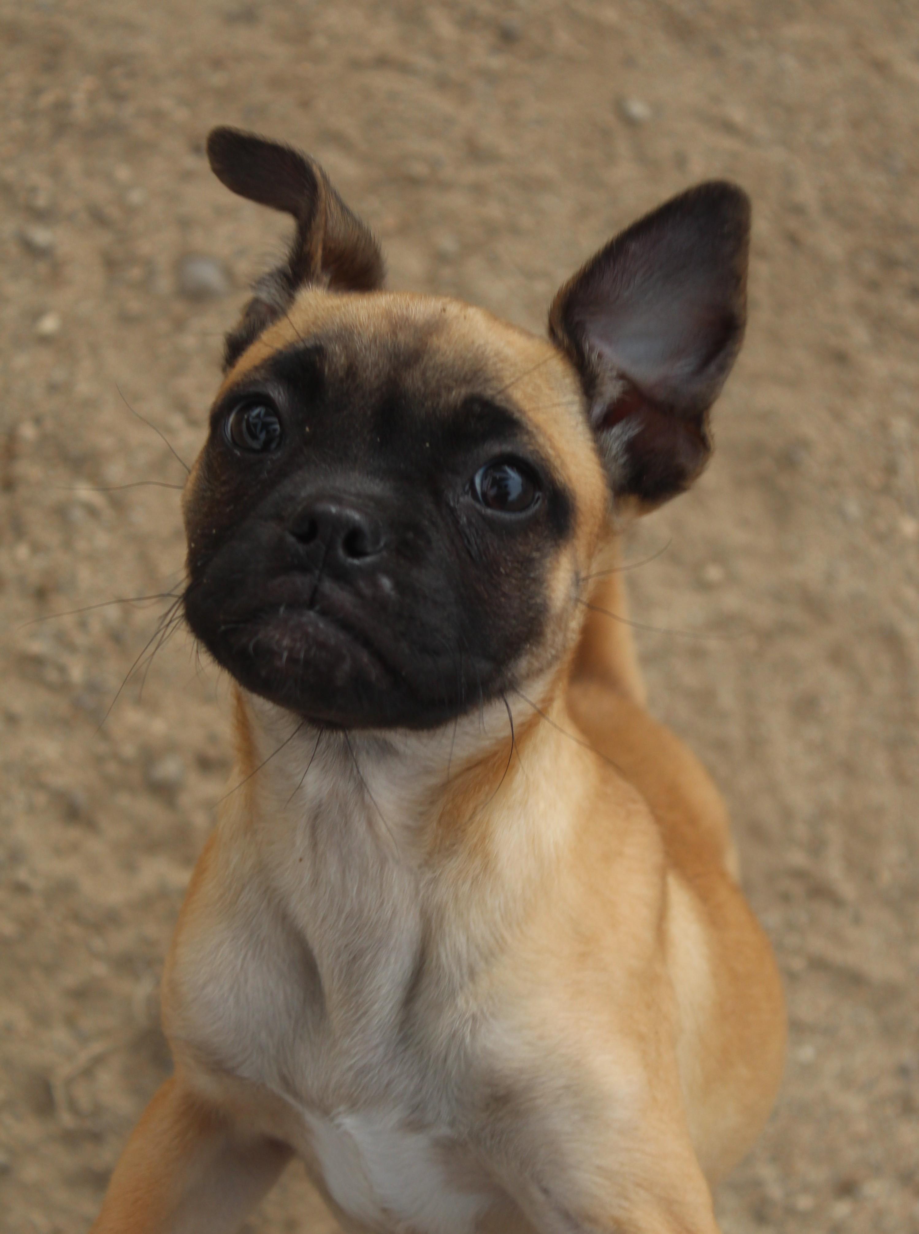 Enlarge Munchkin, an adopted mixed breed in Yucca Valley, CA image 6/6