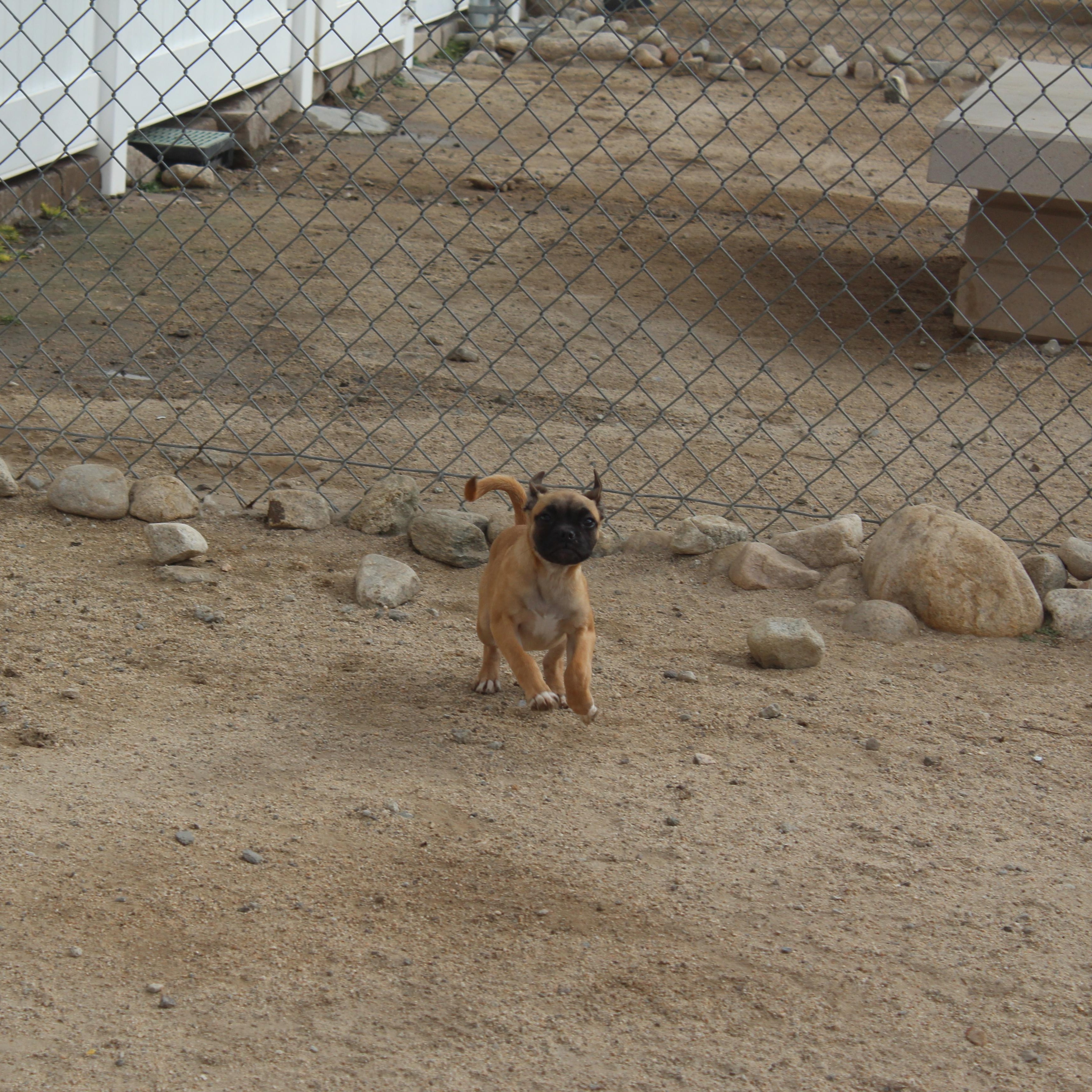 Enlarge Munchkin, an adopted mixed breed in Yucca Valley, CA image 4/6