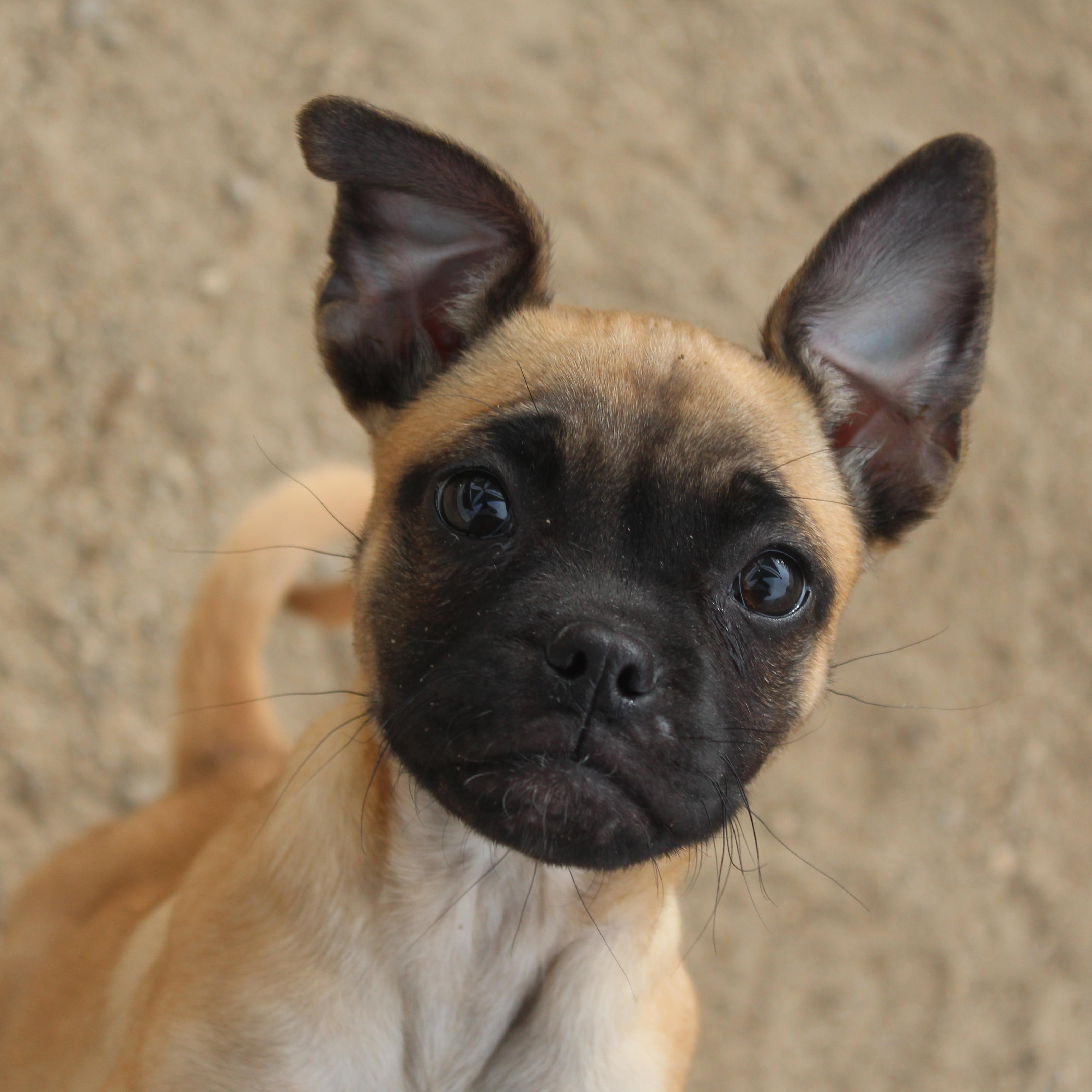 Enlarge Munchkin, an adopted mixed breed in Yucca Valley, CA image 1/6