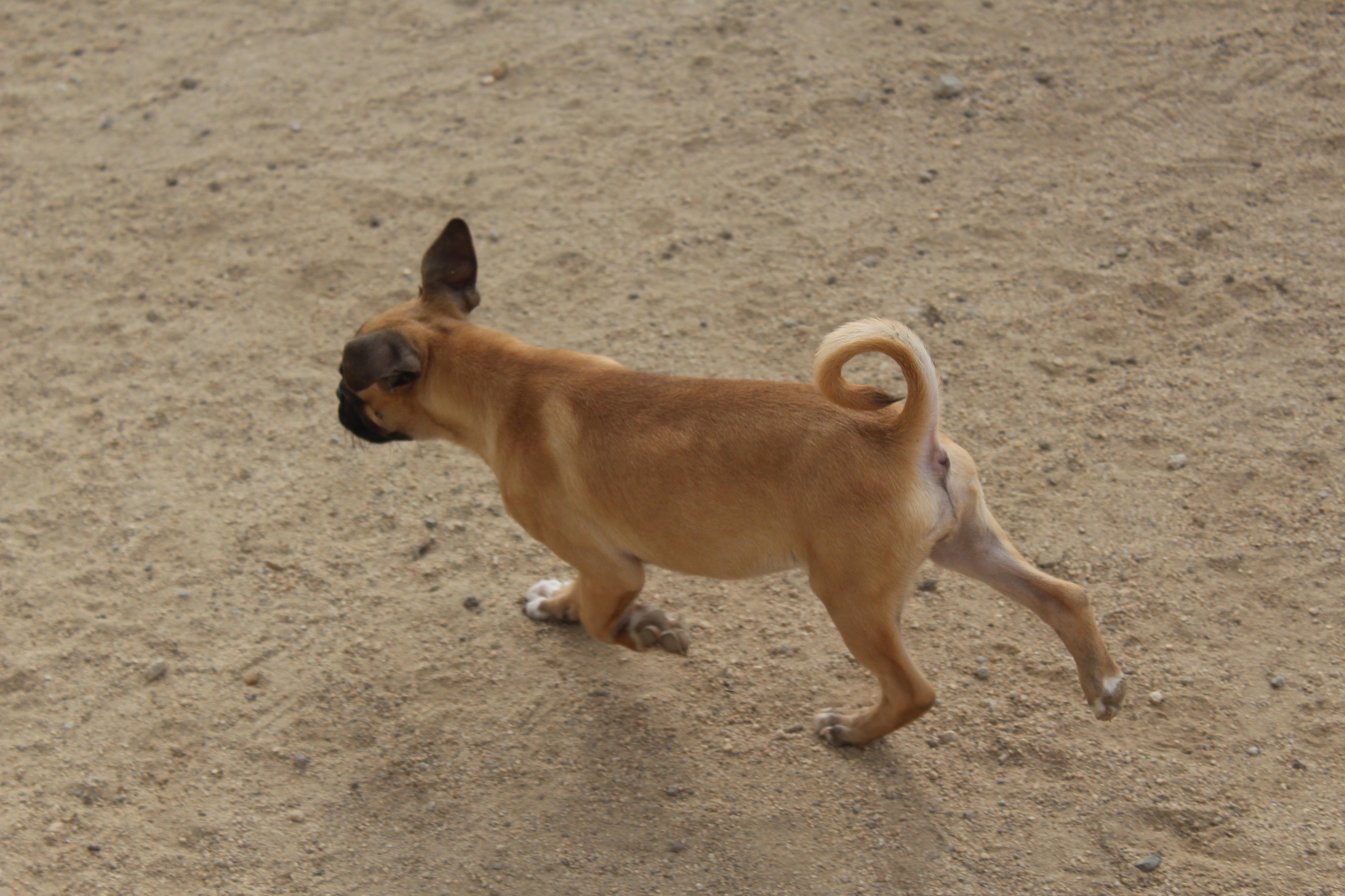 Enlarge Munchkin, an adopted mixed breed in Yucca Valley, CA image 3/6