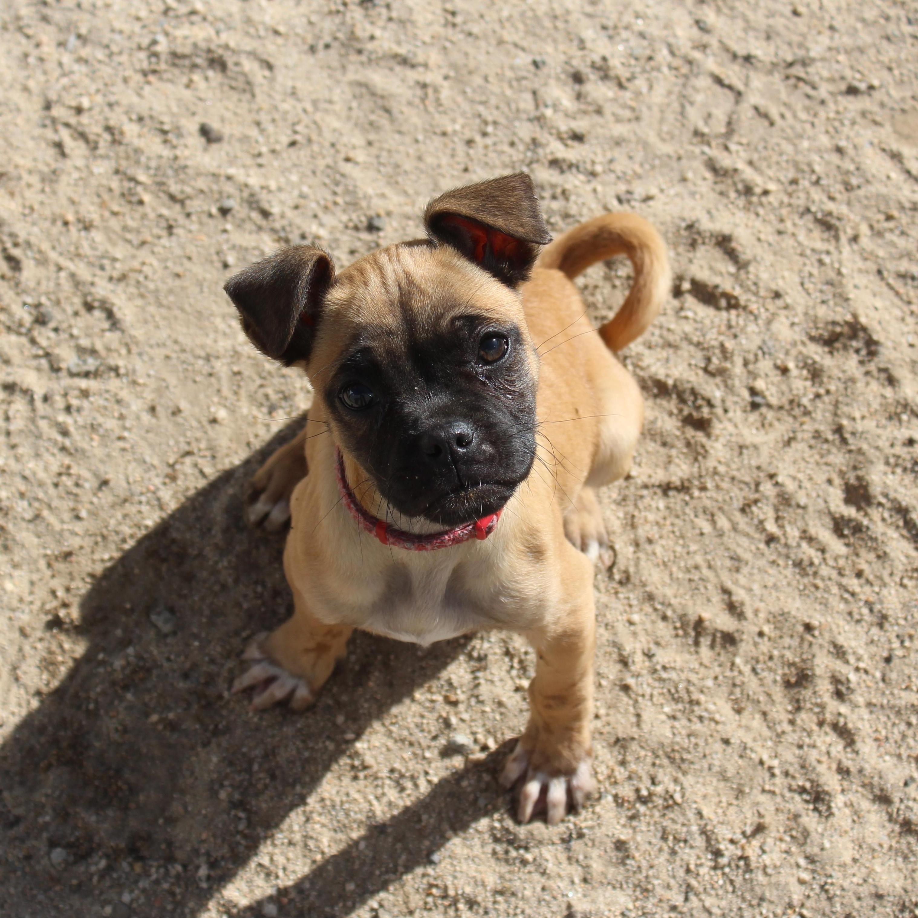 Enlarge Munchkin, an adopted mixed breed in Yucca Valley, CA image 2/6