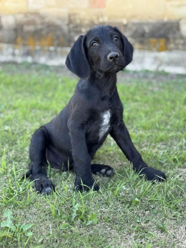 Enlarge Biscuit, a Adoptable mixed breed in Helotes, TX image 2/3