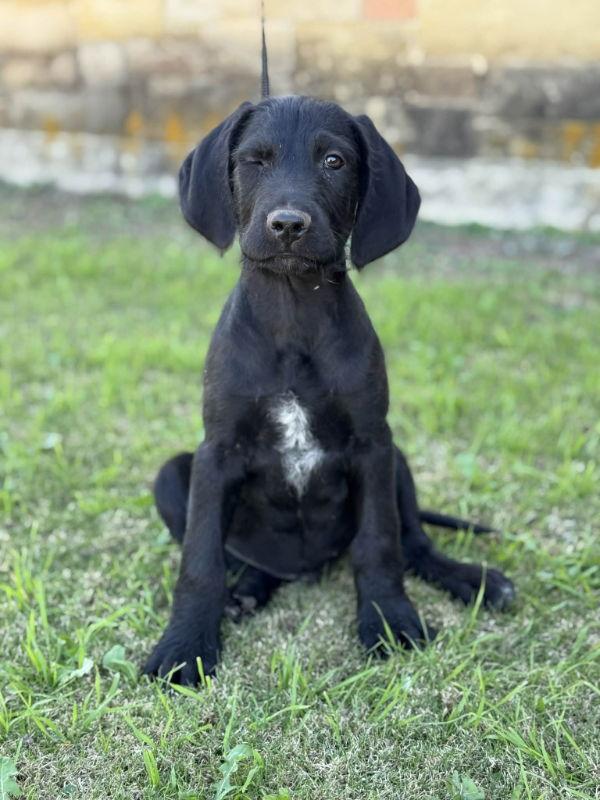 Enlarge Biscuit, a Adoptable mixed breed in Helotes, TX image 3/3