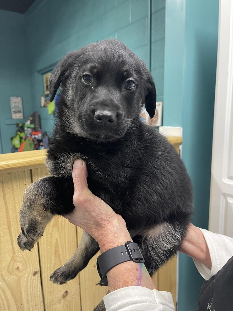 Enlarge Hickory, a Adopted mixed breed in Chattanooga, TN image 1/2