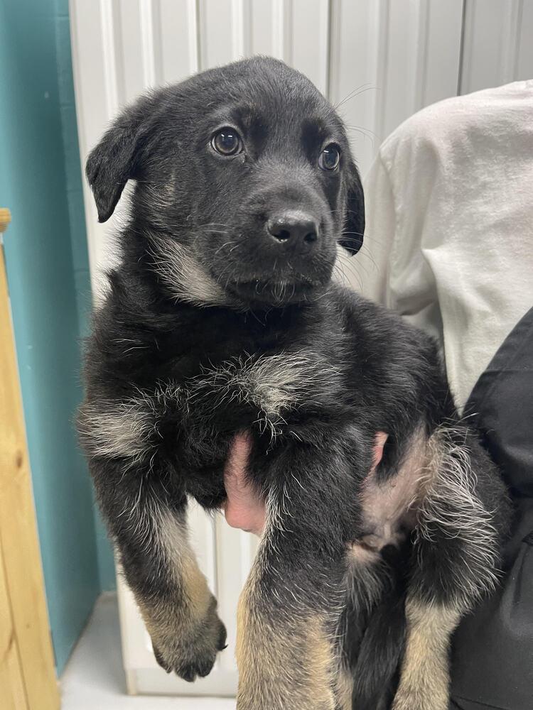 Enlarge Hickory, a Adopted mixed breed in Chattanooga, TN image 2/2