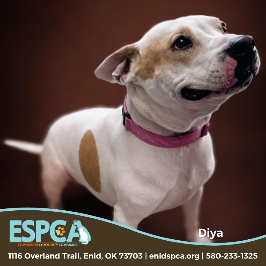 Diya, Adoptable, Adult Female Staffordshire Bull Terrier & Basset Hound.