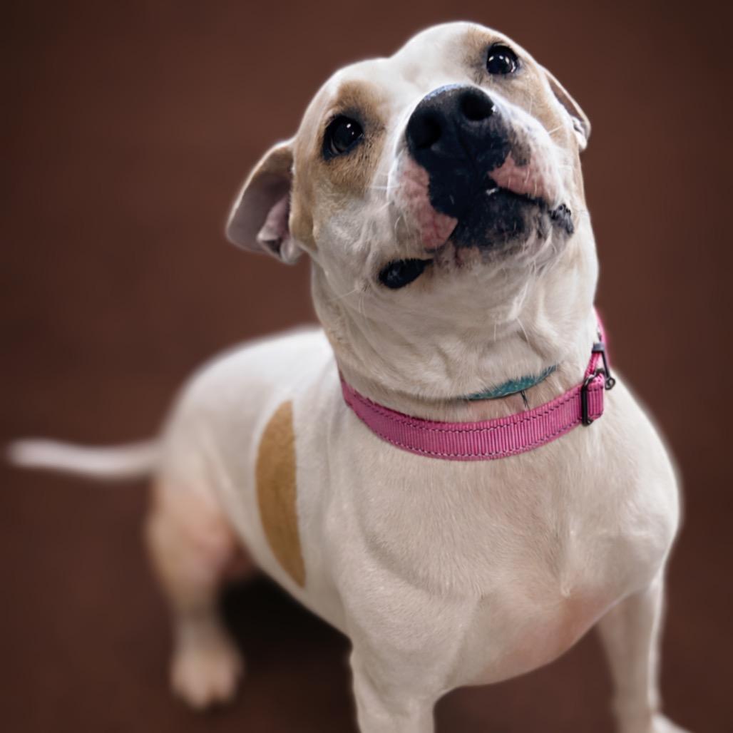 Enlarge Diya, a Adoptable mixed breed in Enid, OK image 2/3