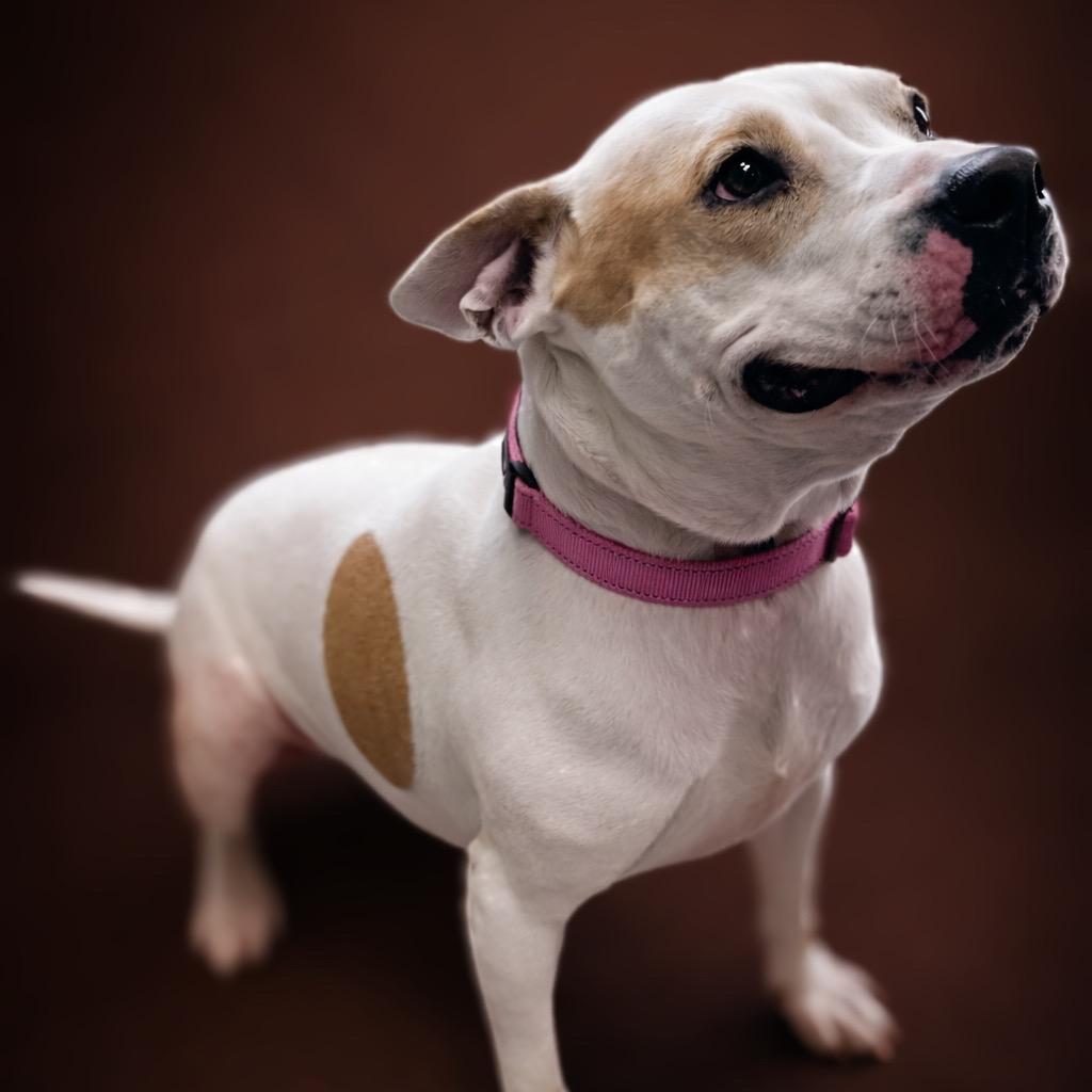 Enlarge Diya, a Adoptable mixed breed in Enid, OK image 3/3