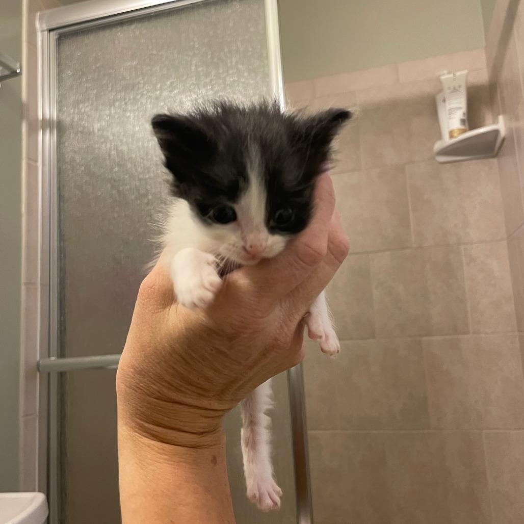 Red Velvet, Adoptable, Kitten Female Domestic Short Hair.