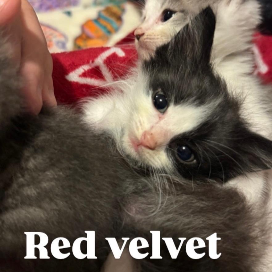 Enlarge Red Velvet, a Adoptable Domestic Short Hair in Bel Air, MD image 2/2