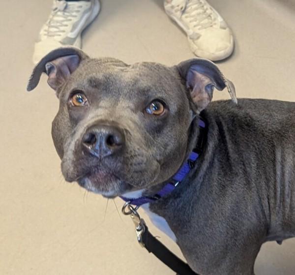 Enlarge Billie, a Adoptable mixed breed in El Cajon, CA image 1/1