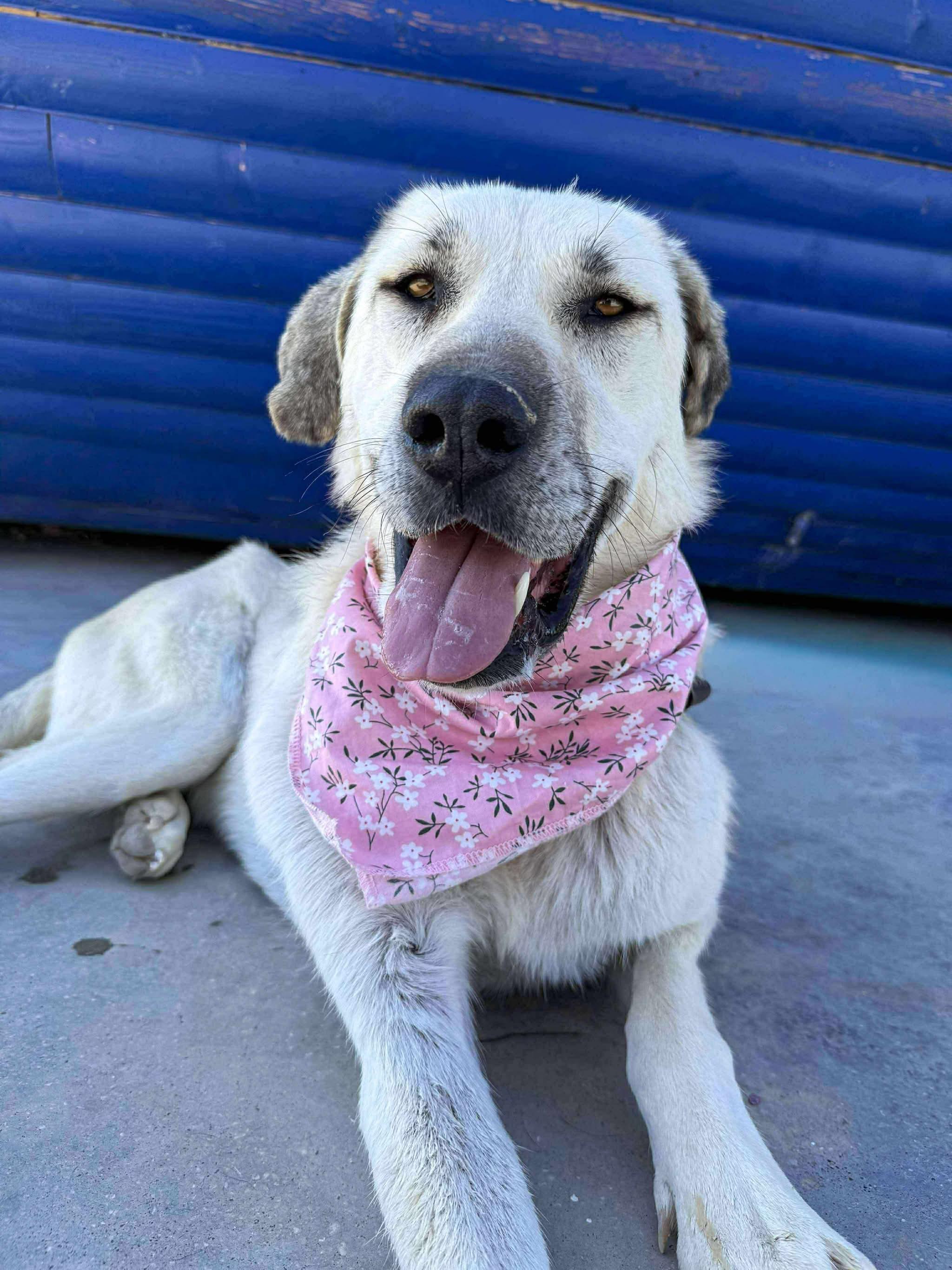 Sena, a Adoptable Anatolian Shepherd in Middletown Springs, VT image 1/4