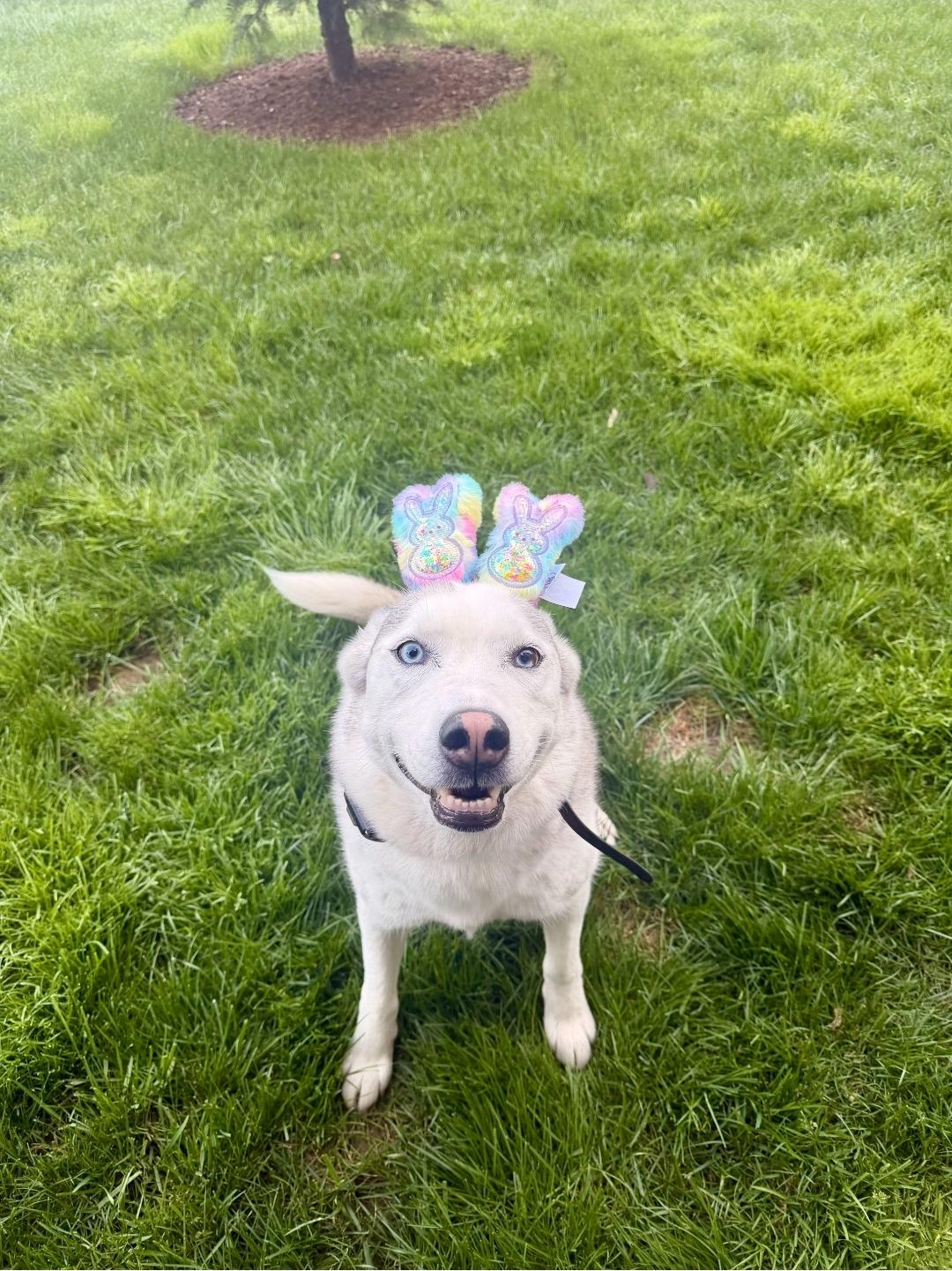 Enlarge Layla, a Adoptable Siberian Husky in Seattle, WA image 3/4