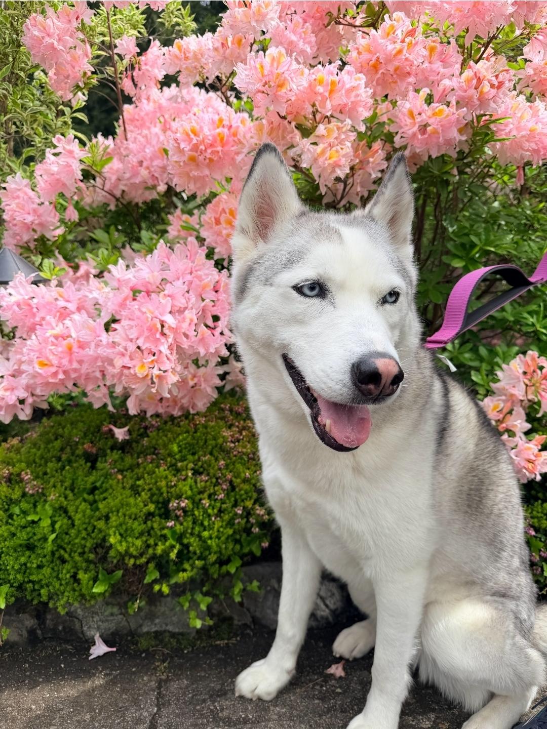Layla, Adoptable, Senior Female Siberian Husky.