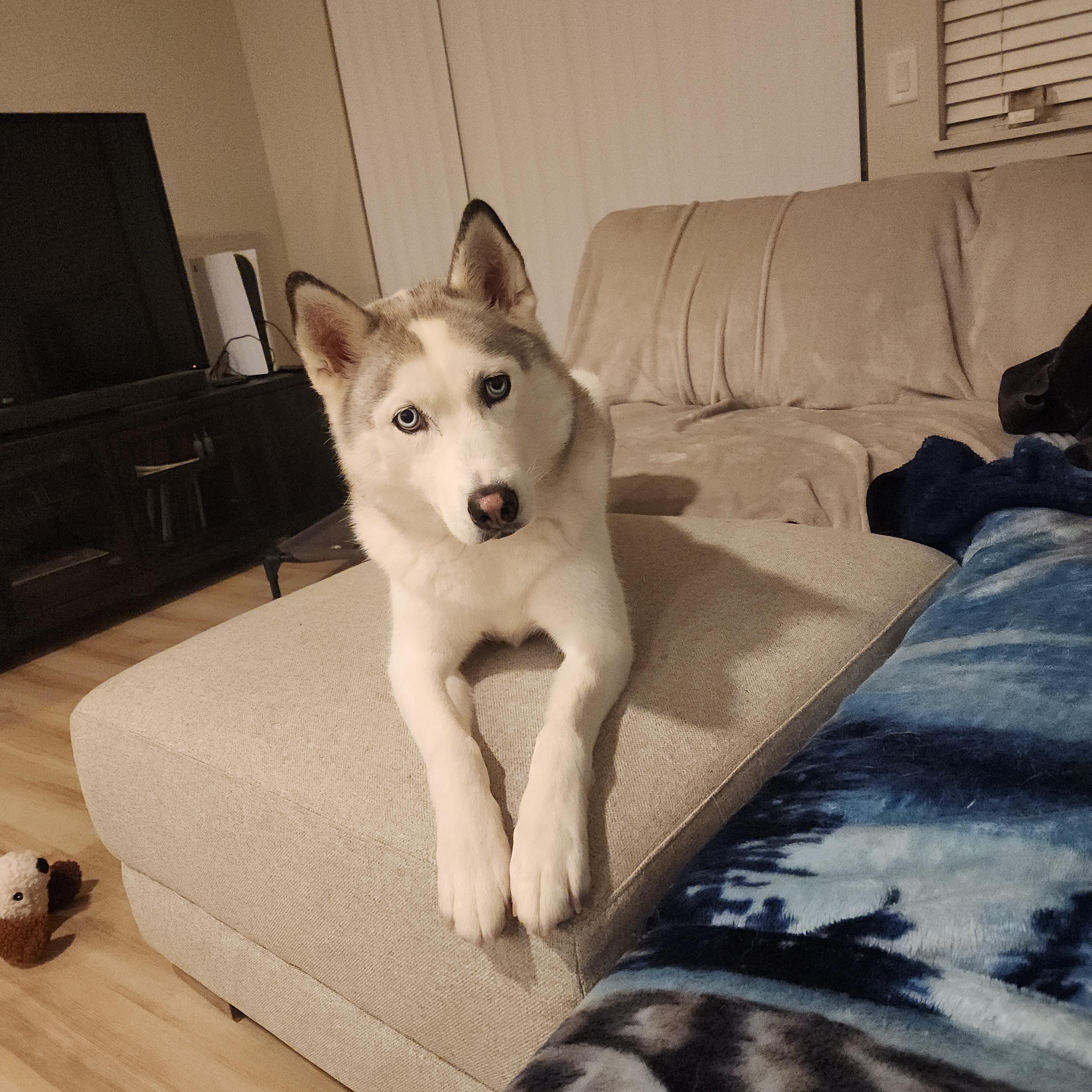Enlarge Layla, a Adoptable Siberian Husky in Seattle, WA image 4/4
