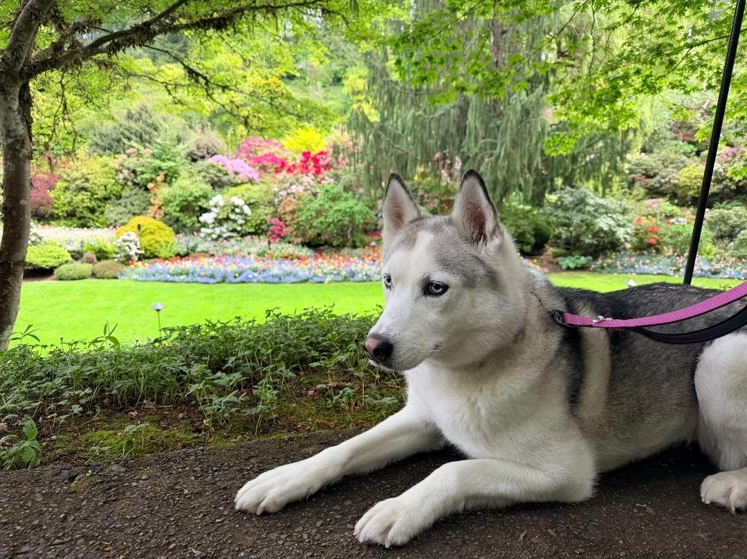 Enlarge Layla, a Adoptable Siberian Husky in Seattle, WA image 2/4