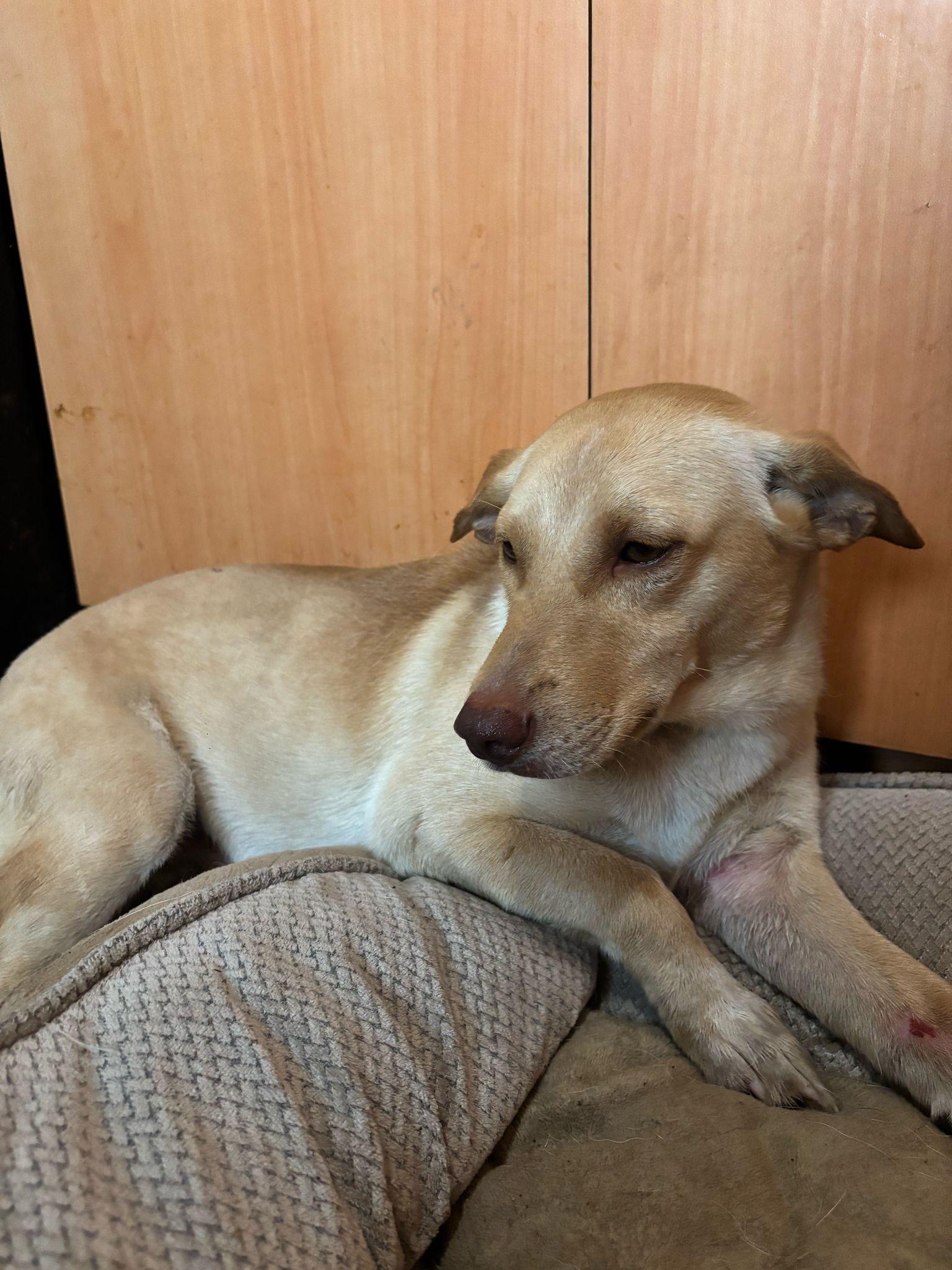 Enlarge Duke, a Adoptable mixed breed in Loiza, PR image 1/1