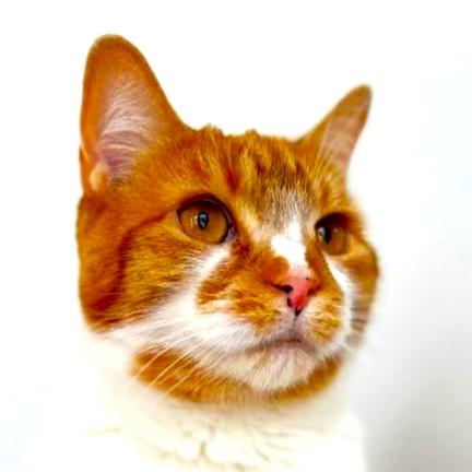 Enlarge Clementine, a Adoptable Domestic Short Hair in Port Chester, NY image 5/6
