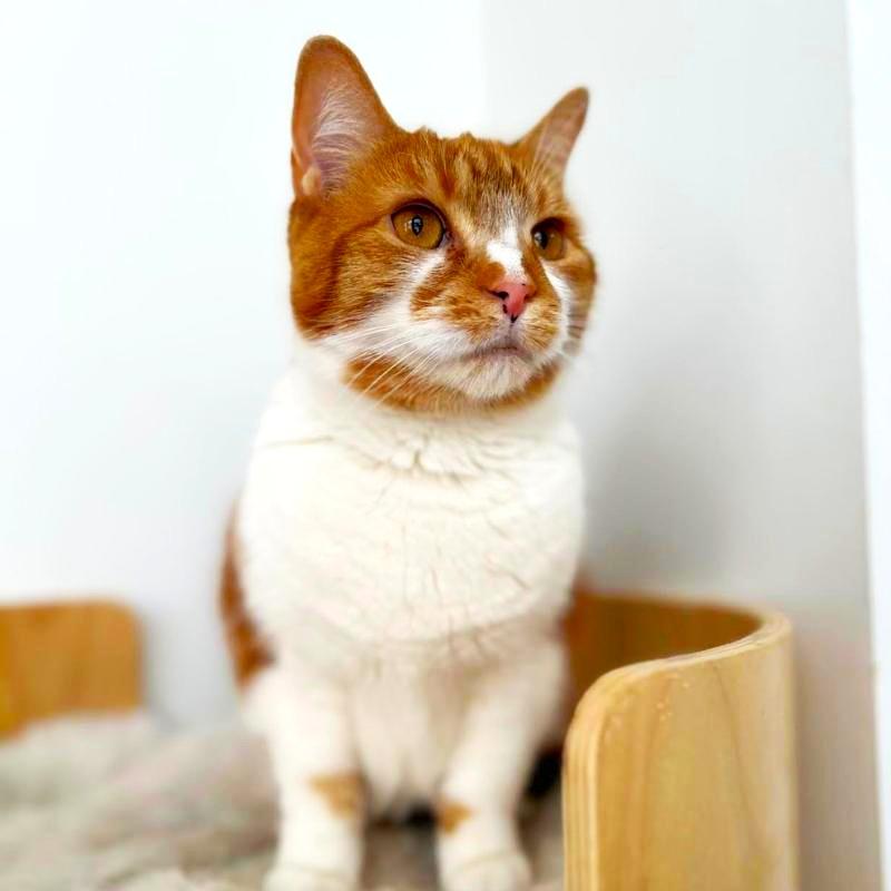 Enlarge Clementine, a Adoptable Domestic Short Hair in Port Chester, NY image 2/6