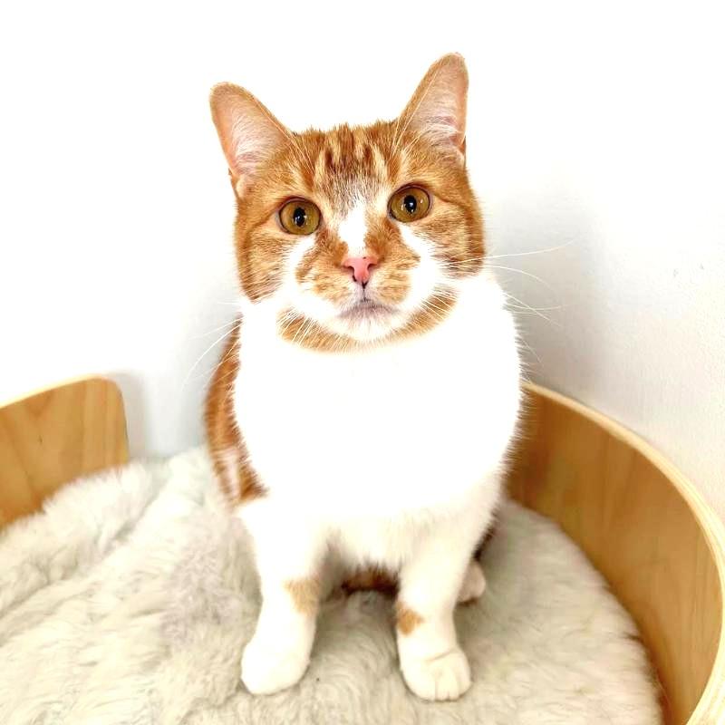 Enlarge Clementine, a Adoptable Domestic Short Hair in Port Chester, NY image 4/6