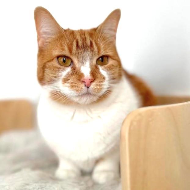Enlarge Clementine, a Adoptable Domestic Short Hair in Port Chester, NY image 6/6