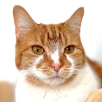 Enlarge Clementine, a Adoptable Domestic Short Hair in Port Chester, NY image 3/6