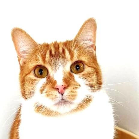 Enlarge Clementine, a Adoptable Domestic Short Hair in Port Chester, NY image 1/6