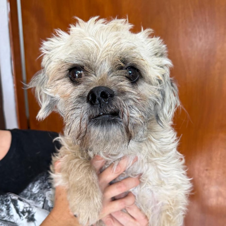 Marvin, adopted, Young Male Shih Tzu.
