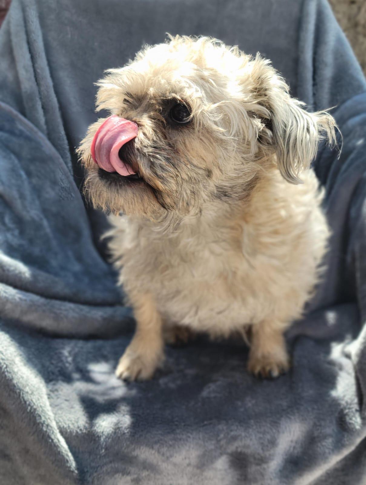 Enlarge Marvin, an adopted mixed breed in Sherwood, OR image 2/4