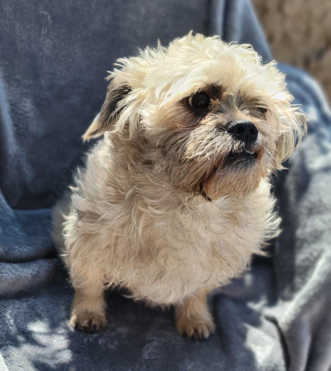 Enlarge Marvin, an adopted mixed breed in Sherwood, OR image 4/4