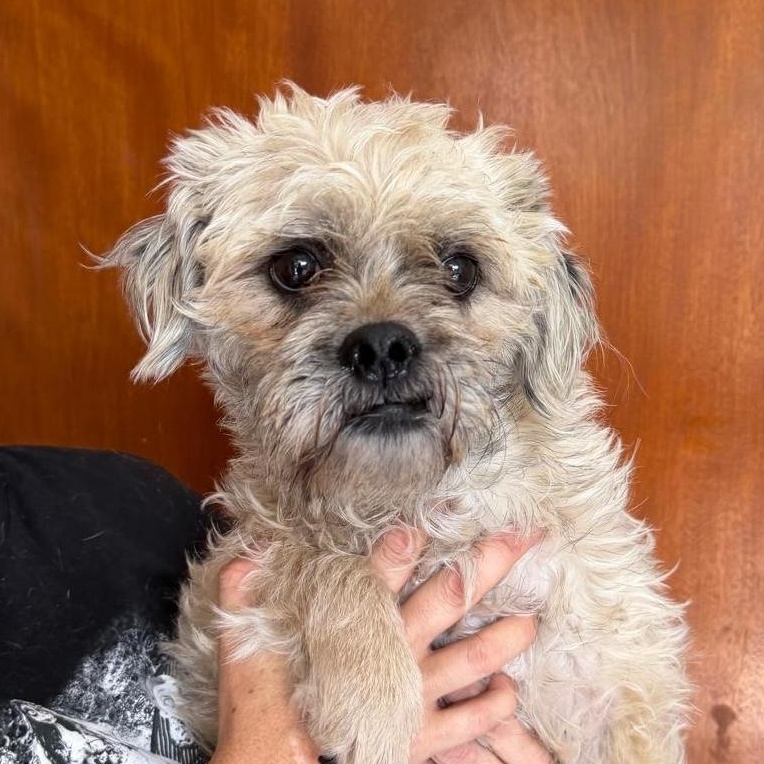 Enlarge Marvin, an adopted mixed breed in Sherwood, OR image 3/4