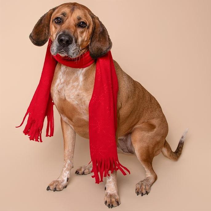 Leia, Adoptable, Adult Female Hound & Mixed Breed.
